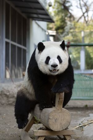 a giant panda in the zooの写真素材