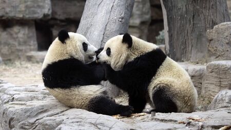 Giant panda in the zooの写真素材