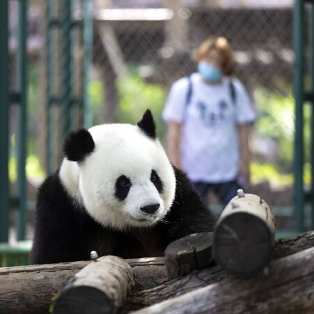 a giant panda in the zooの写真素材