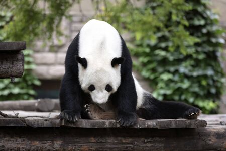 a giant panda in the zooの写真素材