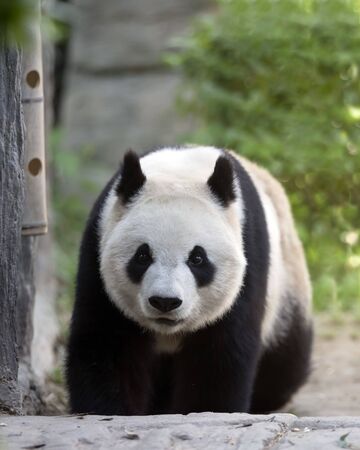 a giant panda in the zooの写真素材