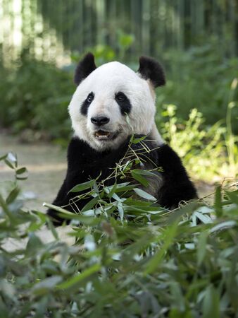 a giant panda in the zooの写真素材