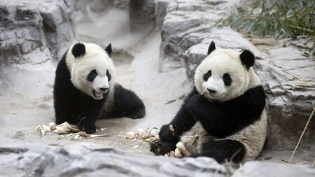 Giant panda in the zooの写真素材
