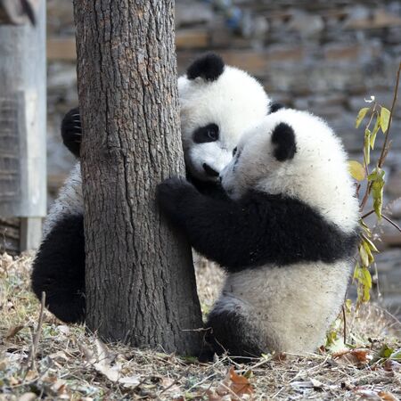 Giant panda in the zooの写真素材