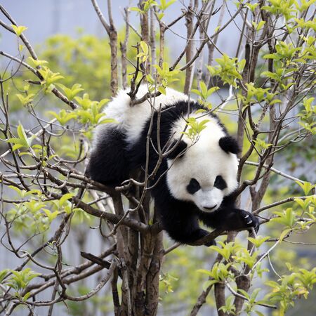 a giant panda in the zooの写真素材