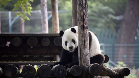 a giant panda in the zooの写真素材