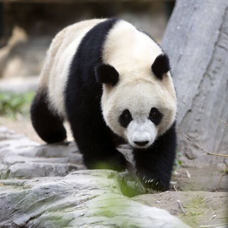 a giant panda in the zooの写真素材