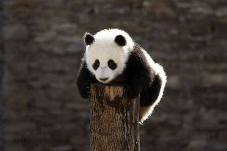 a giant panda in the zooの写真素材