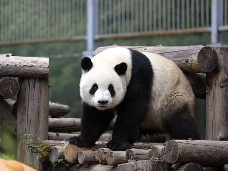 a giant panda in the zooの写真素材