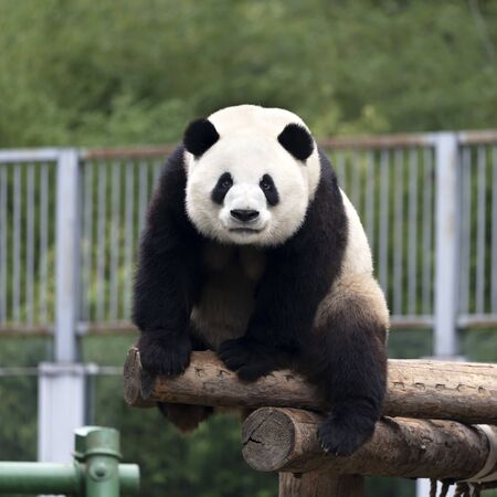 a giant panda in the zooの写真素材