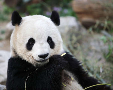 a giant panda in the zooの写真素材