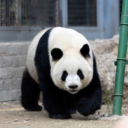 a giant panda in the zooの写真素材