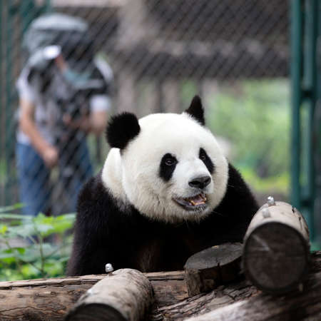 a giant panda in the zooの写真素材