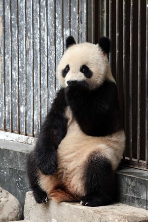 Giant panda in the zooの写真素材