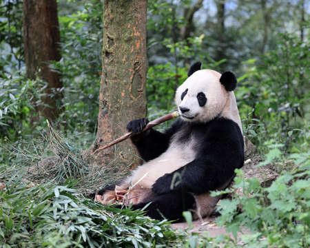 Giant panda in the zooの写真素材