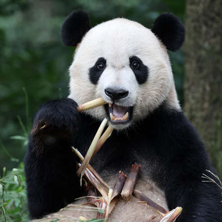 Giant panda in the zooの写真素材