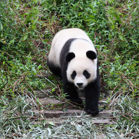 Giant panda in the zooの写真素材