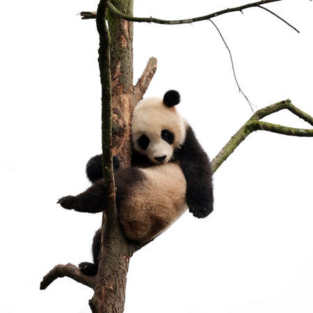 Giant panda in the zooの写真素材