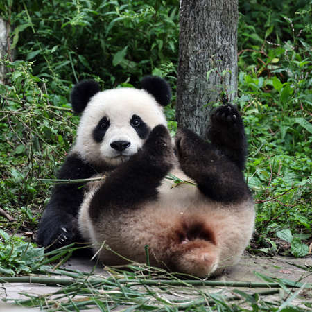 Giant panda in the zooの写真素材