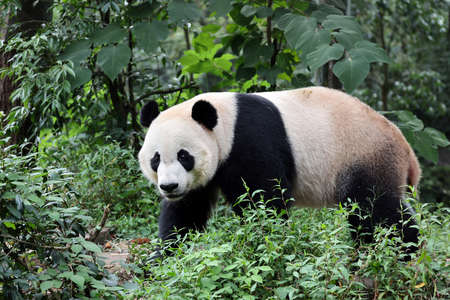 Giant panda in the zooの写真素材