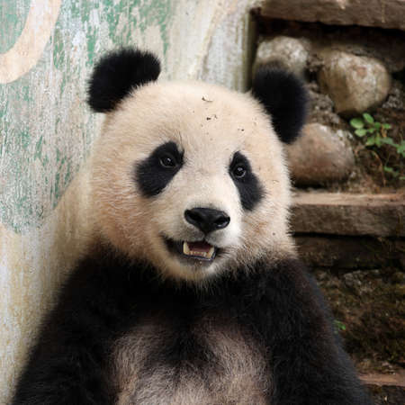Giant panda in the zooの写真素材