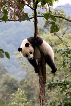 Giant panda in the zooの写真素材