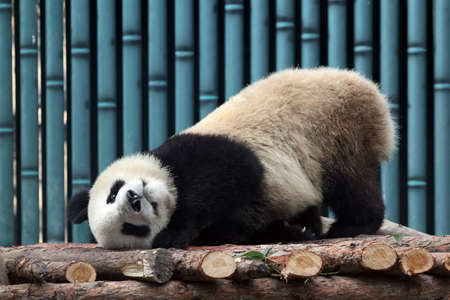 Giant panda in the zooの写真素材