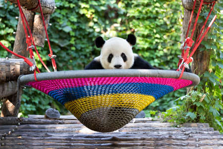 Giant panda in the zooの写真素材