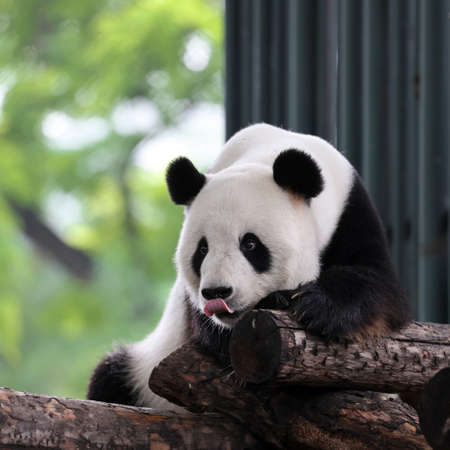 Giant panda in the zooの写真素材