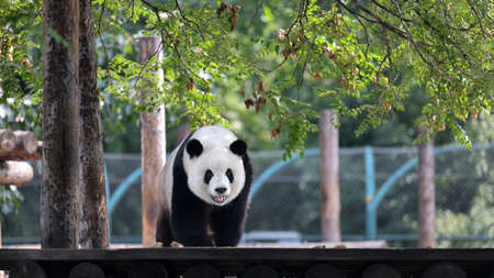 Giant panda in the zooの写真素材