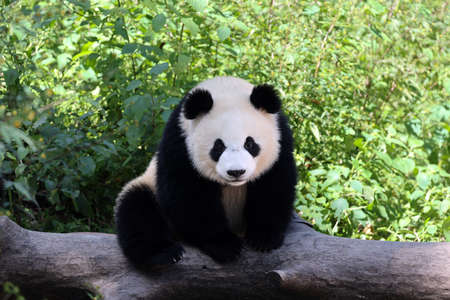 Giant panda in the zooの写真素材