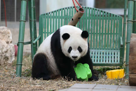Giant panda in the zooの写真素材