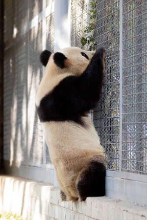 Giant panda in the zoo