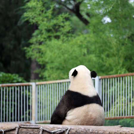 Giant panda in the zoo
