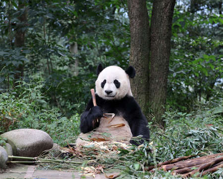 Giant panda in the zooの写真素材