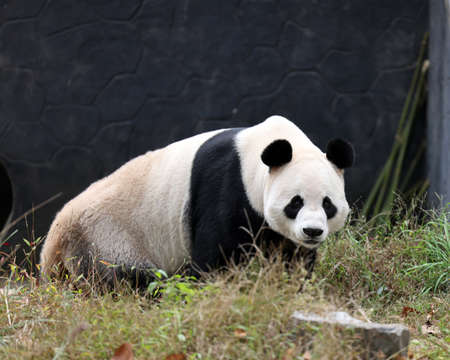 Giant panda in the zooの写真素材