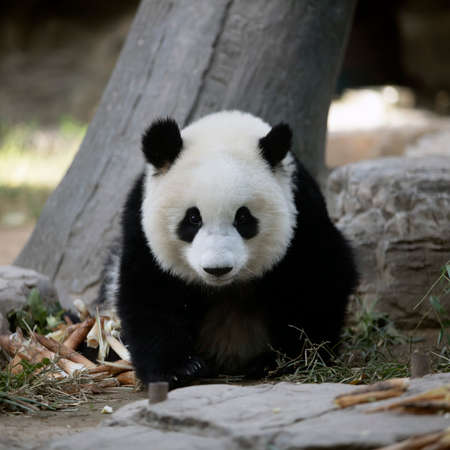 Giant panda in the zooの写真素材