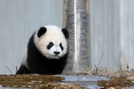 Giant panda in the zooの写真素材