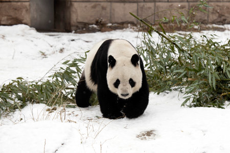 Giant panda in the zooの写真素材