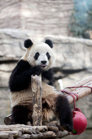 Giant panda in the zooの写真素材