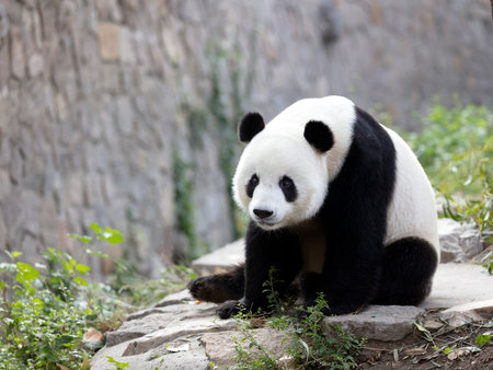 Giant panda in the zooの写真素材
