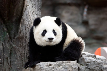 Giant panda in the zooの写真素材