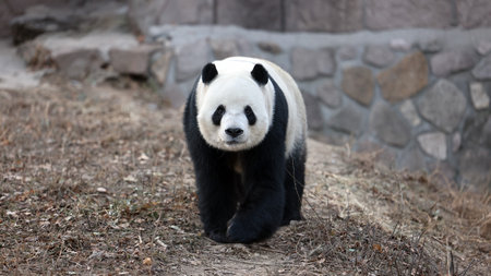 Giant panda in the zooの写真素材