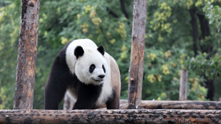 Giant panda in the zooの写真素材