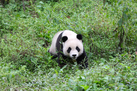 Giant panda in the zooの写真素材