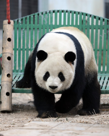 Giant panda in the zooの写真素材
