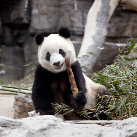 Giant panda in the zooの写真素材