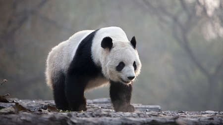 Giant panda in the zooの写真素材