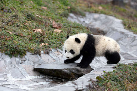 Giant panda in the zooの写真素材
