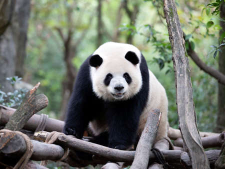 Giant panda in the zooの写真素材